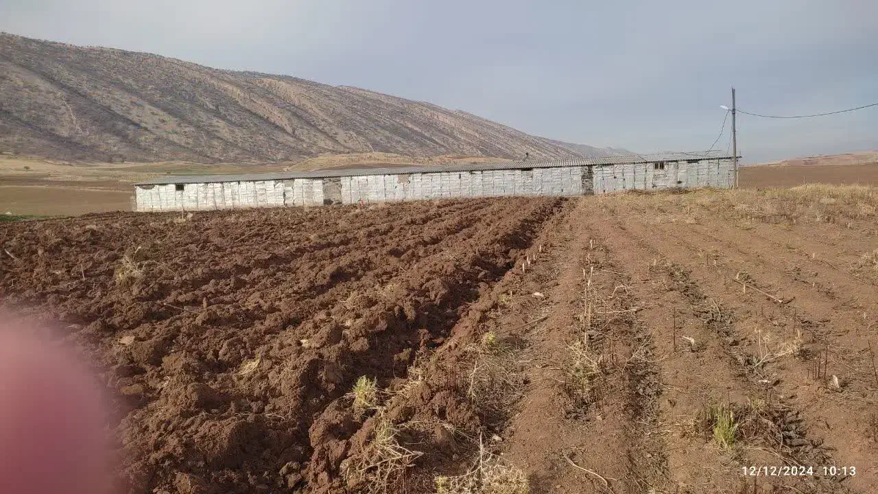 گیلان غرب زمین ۶۰۰۰ متری با سوله پرواربندی|فروش زمین و ملک کلنگی|گیلان غرب, |دیوار
