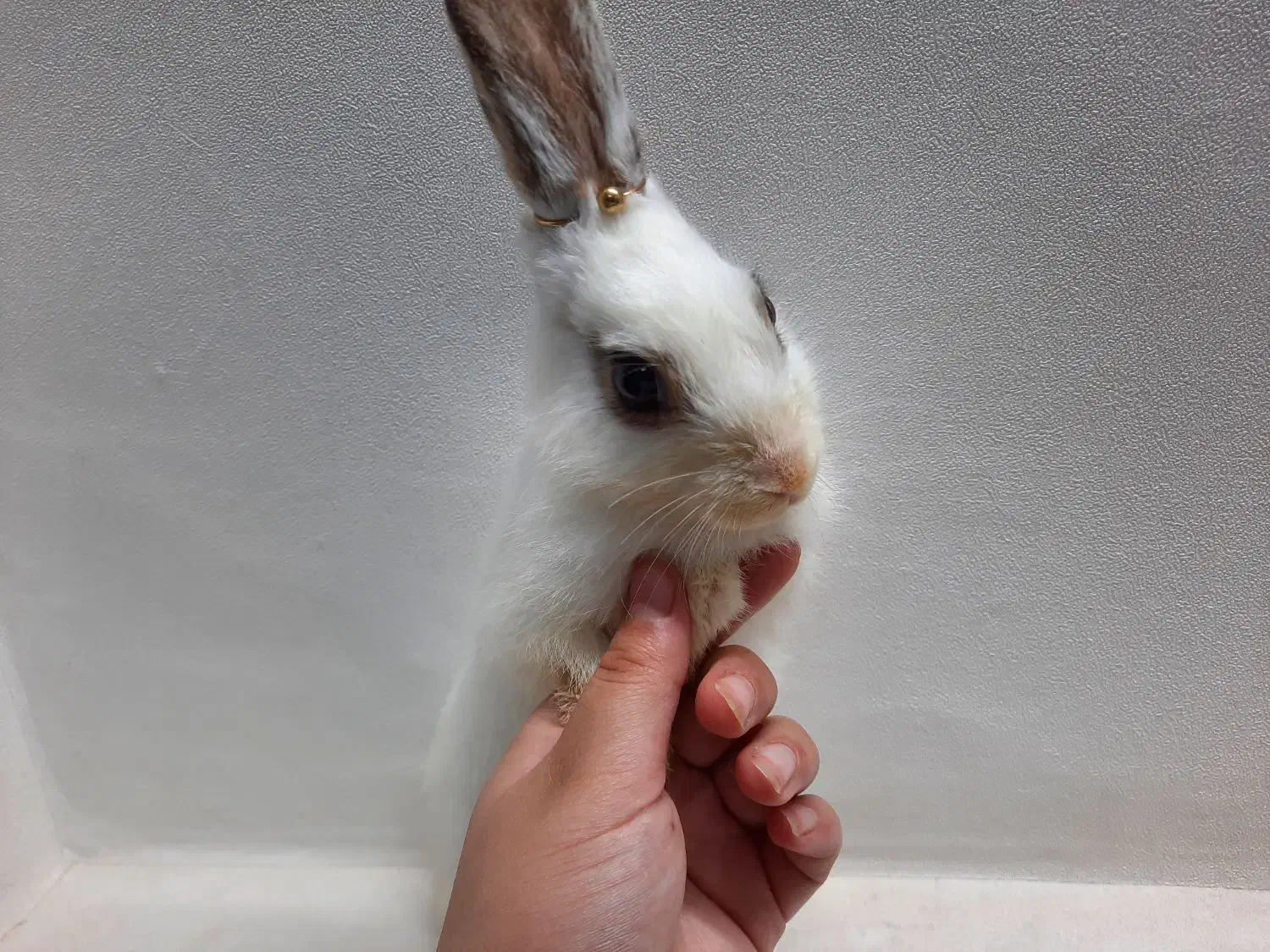 خرگوش خانگی|موش و خرگوش|کرج, اسلام‌آباد|دیوار