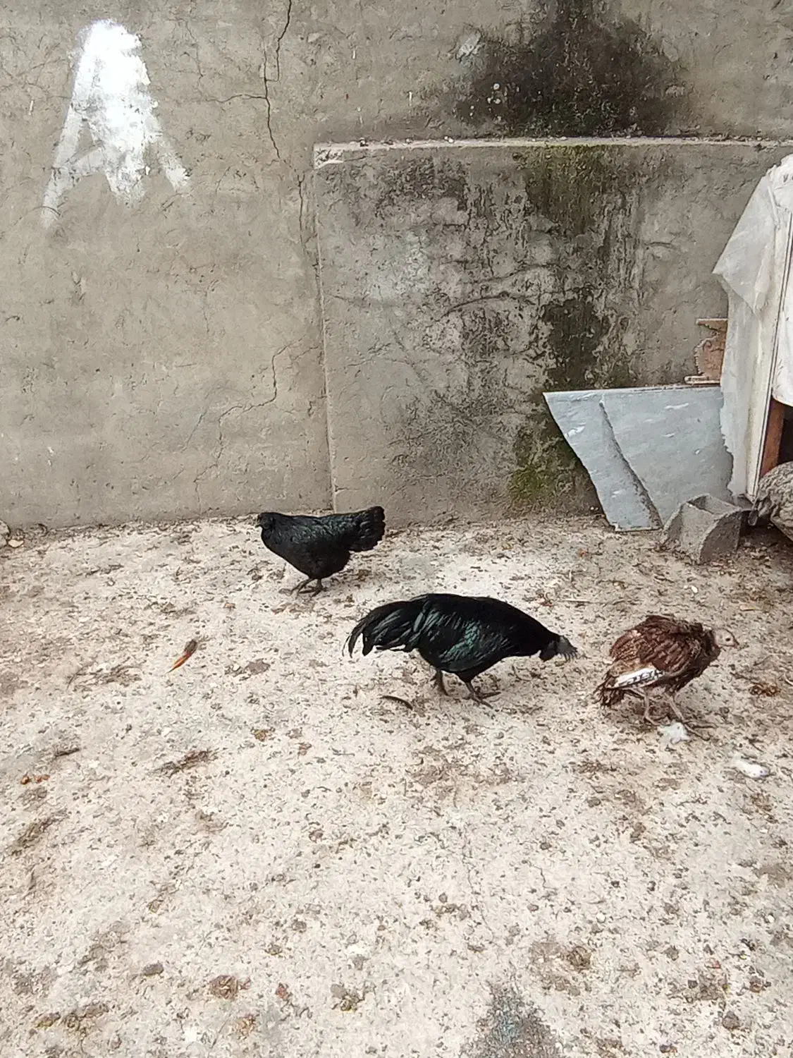 مرغ و خروس ارکانا و ایام سمانی.بوقلمون|حیوانات مزرعه|آمل, |دیوار