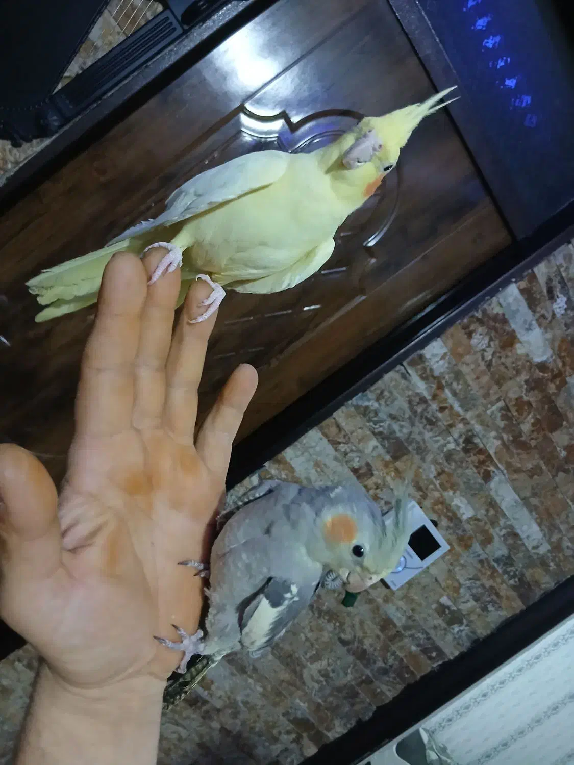 ۲جفت عروس اهلی ومولد|پرنده|ارومیه, |دیوار