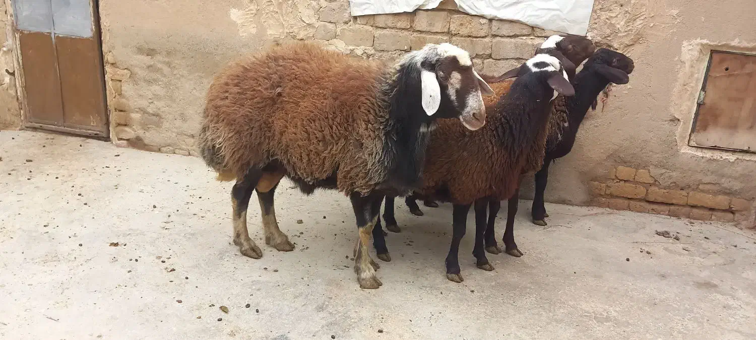 بره نر وماده|حیوانات مزرعه|فامنین, |دیوار