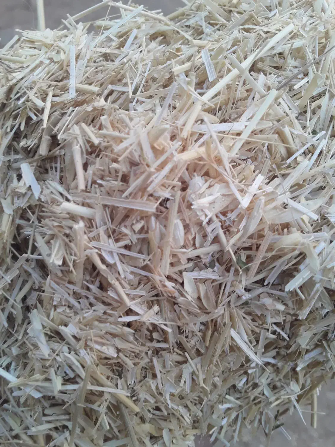 کاه گندم ریز ارسال به تمامی نقاط کشور|عمدهفروشی|قیدار, |دیوار