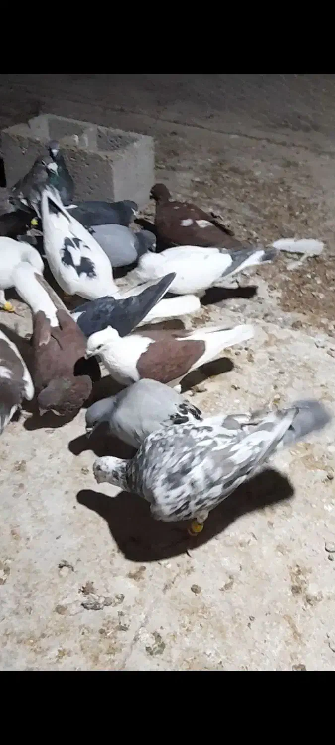 ۳۰ عدد کبوتر دورگ پلاکی|پرنده|بهبهان, |دیوار