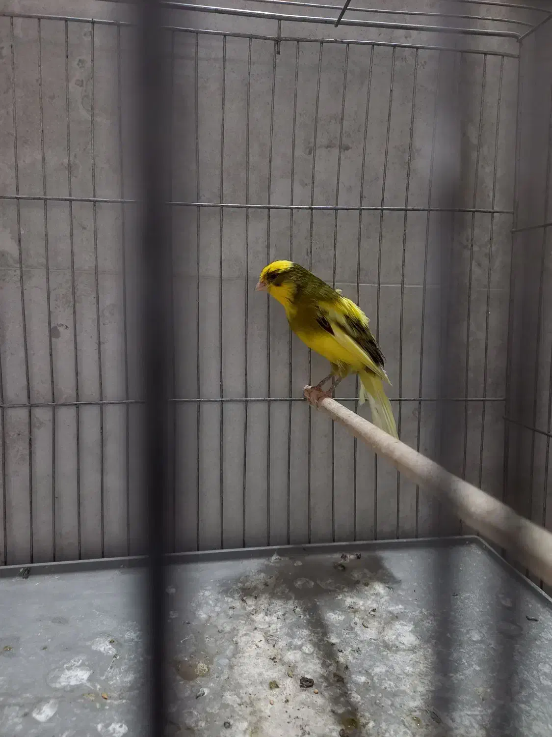 ۲جفت قناری و فنچ بنگالی|پرنده|خمینی‌شهر, |دیوار