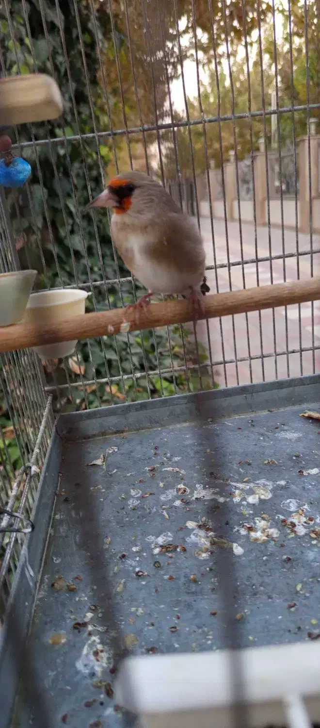 سهره کرمونی بخون معاوضه|پرنده|شهریار, اصیل آباد|دیوار