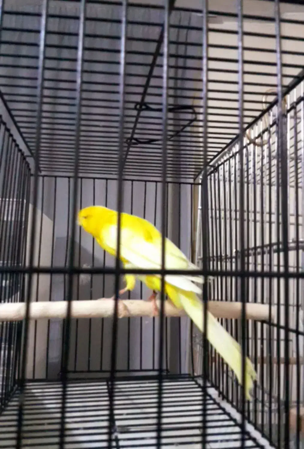 قناری رسمی بلند نر ماده|پرنده|تهران, جنتآباد جنوبی|دیوار