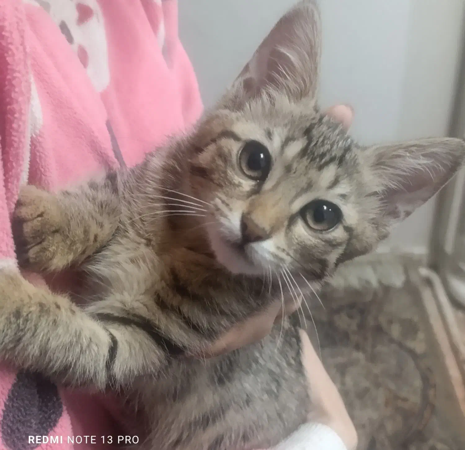 بچه گربه|گربه|تهران, شهرک رضویه|دیوار