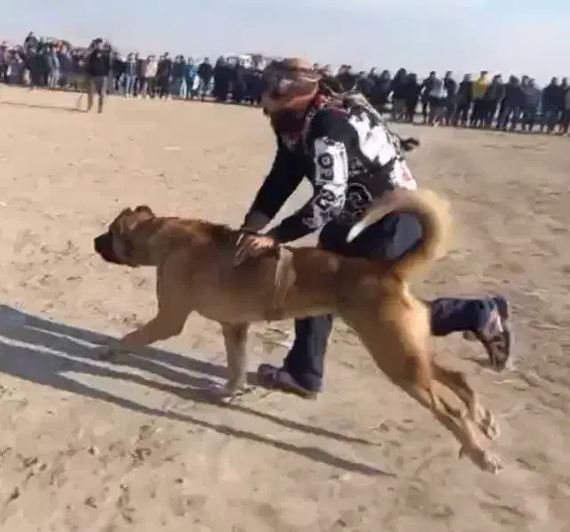 سگ سرابی پژدر سراب عراقی نگهبان|سگ|رباط‌کریم, نصیرشهر|دیوار