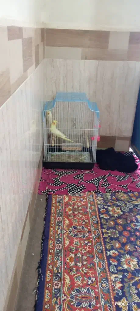 دوچفت عروس  هلندی|پرنده|آبادان, |دیوار