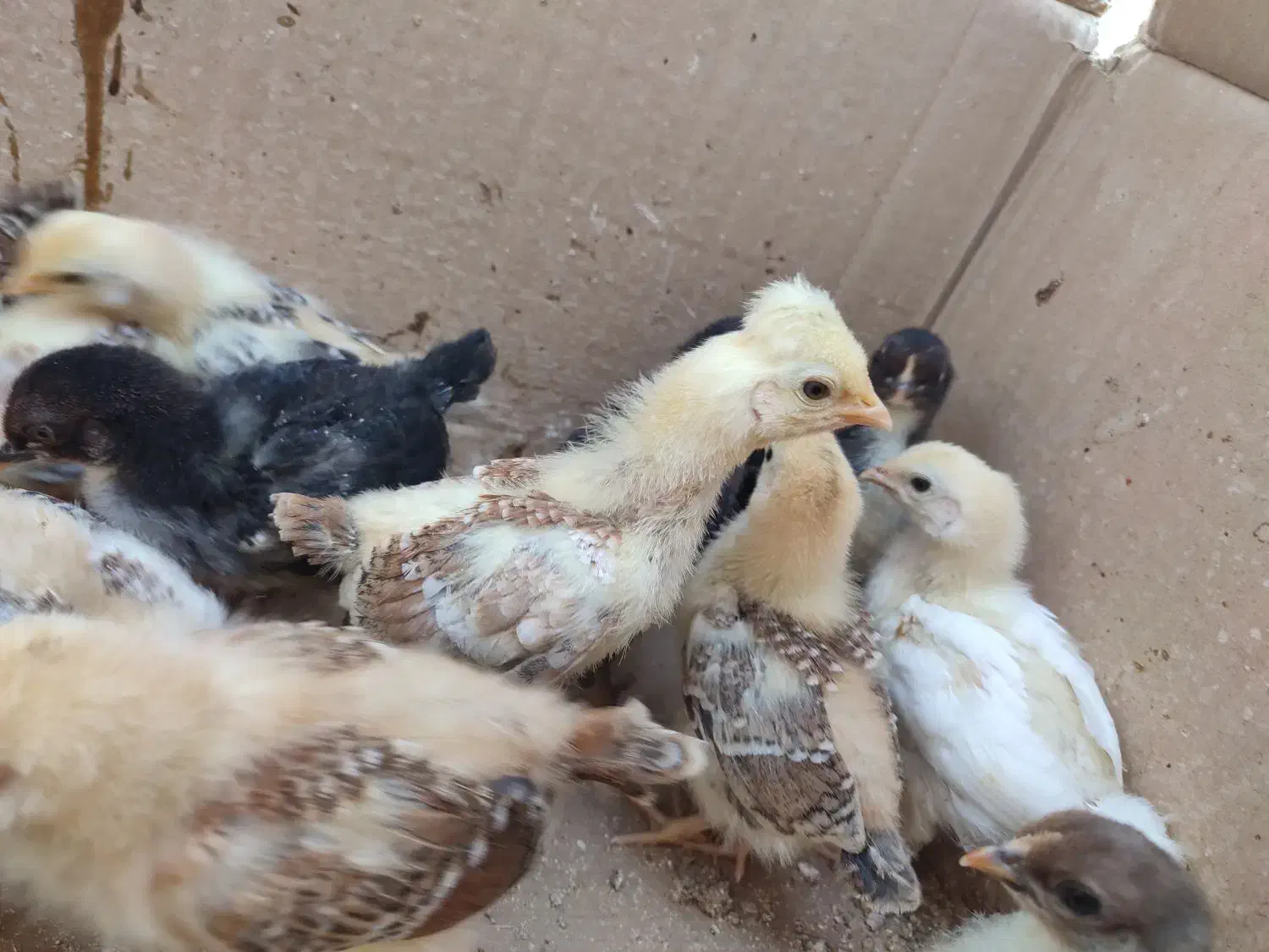 جوجه محلی کاکلی یک ماهه|حیوانات مزرعه|سیاهکل, |دیوار