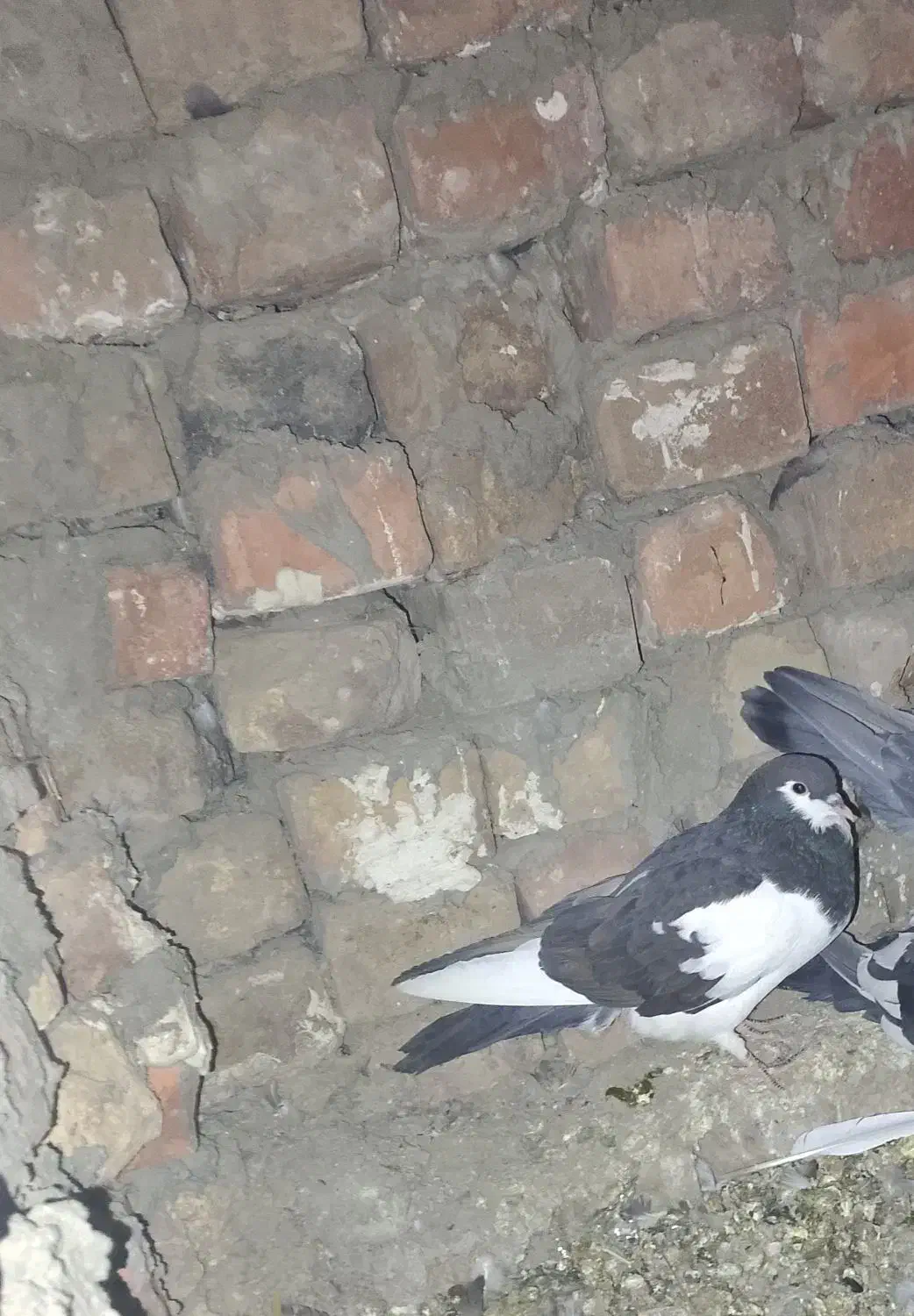 کفتر|پرنده|خاش, |دیوار