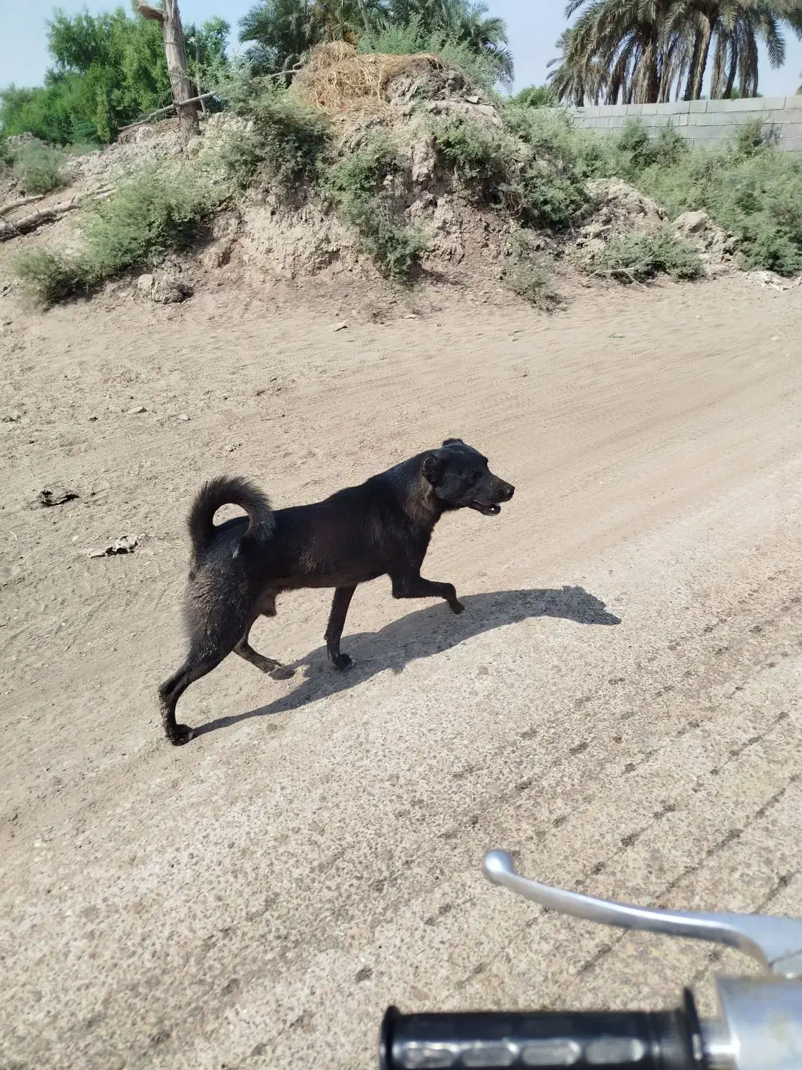 سگ شکاری|سگ|اهواز, دانشگاه چمران|دیوار