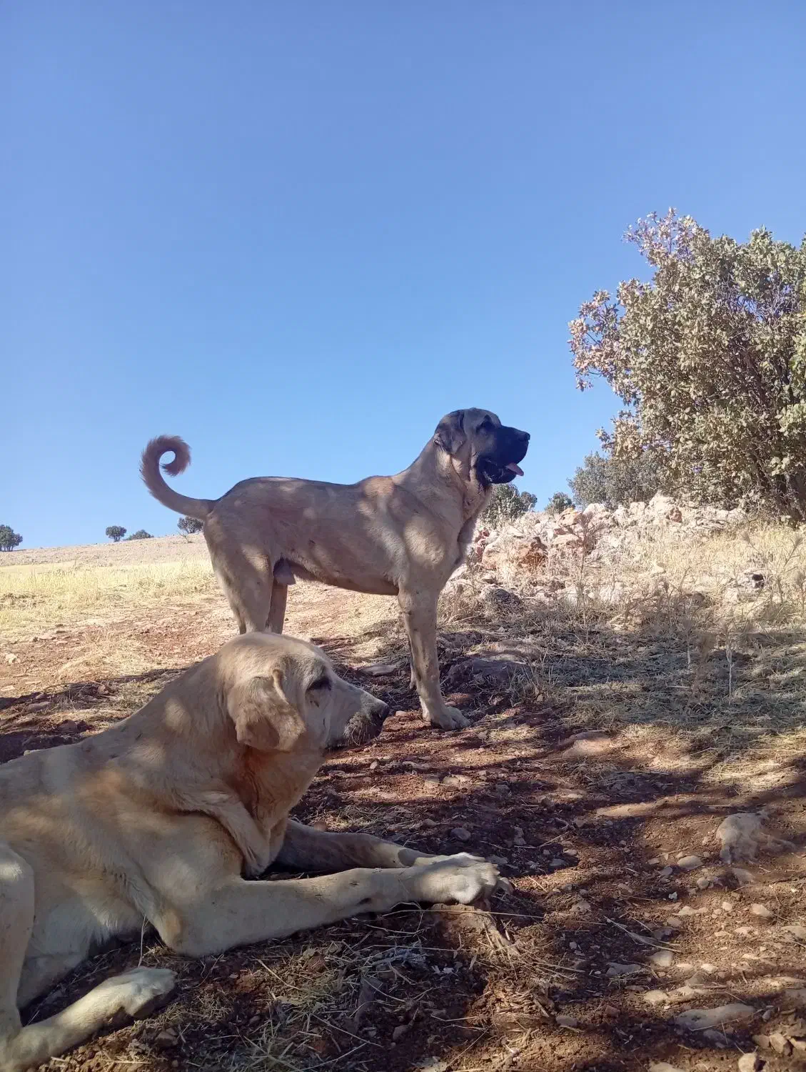 عراقی|سگ|دالاهو, |دیوار