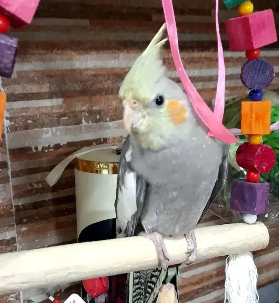 عروس هلندی|پرنده|ری, فیروزآبادی|دیوار