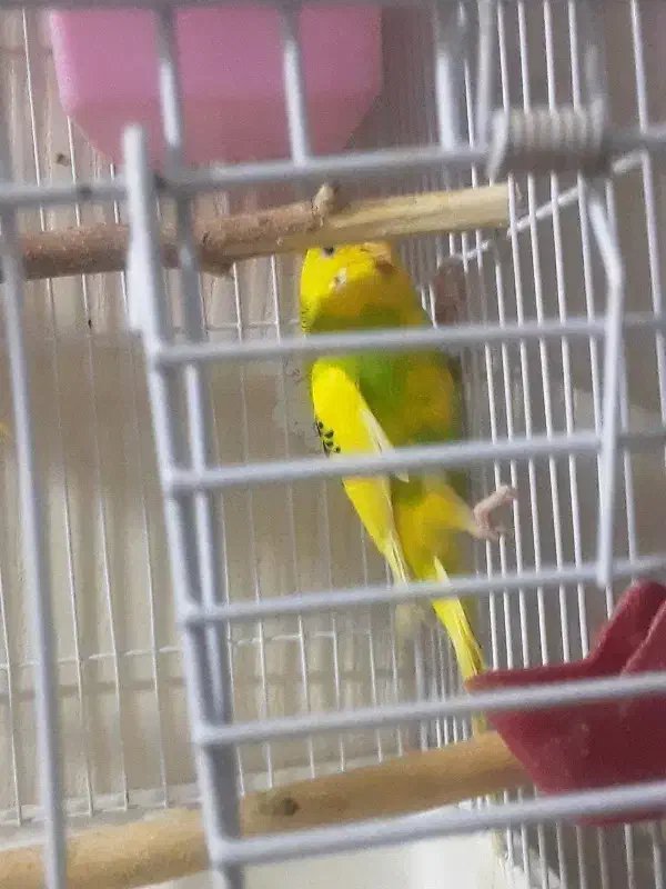 مرغ عشق|پرنده|ری, صفاییه (چشمه علی)|دیوار