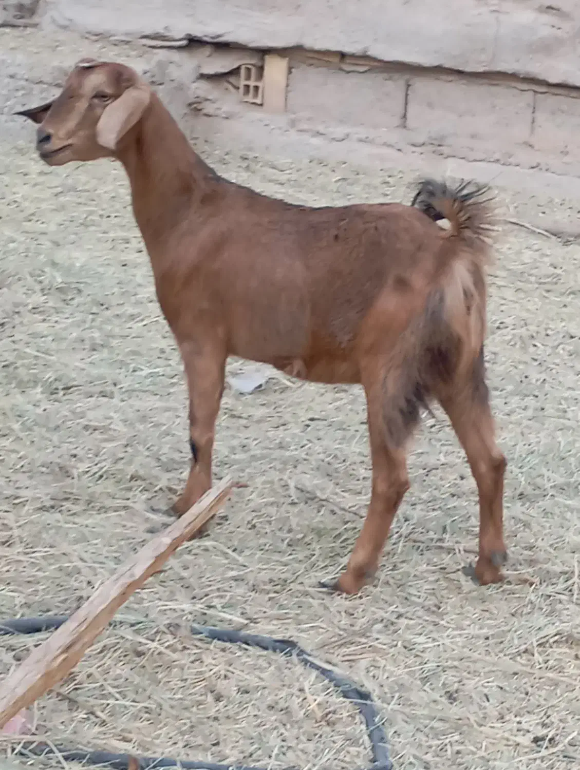 گیسه رشتی اوست نژاد دوقلو فروشی|حیوانات مزرعه|بم, |دیوار