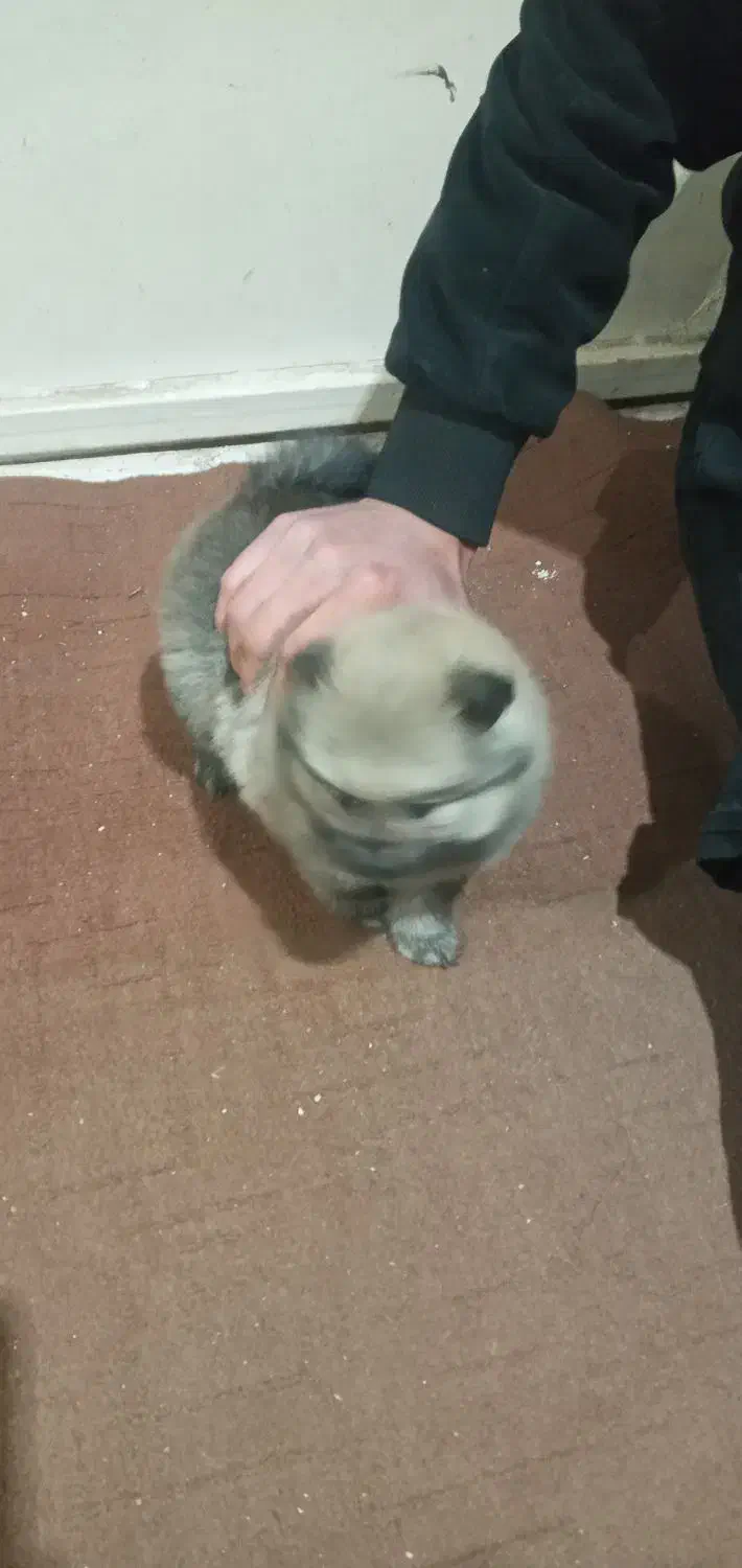 پامرخرسی عروسکی|سگ|محمدیه-قزوین, |دیوار