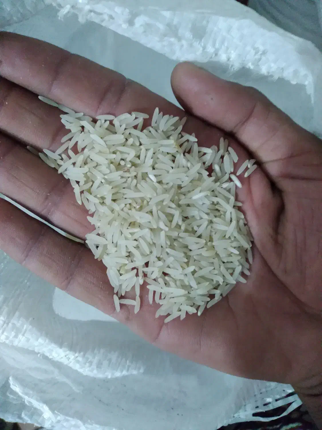 برنج فجر سوزنی|خوردنی و آشامیدنی|خان ببین, |دیوار