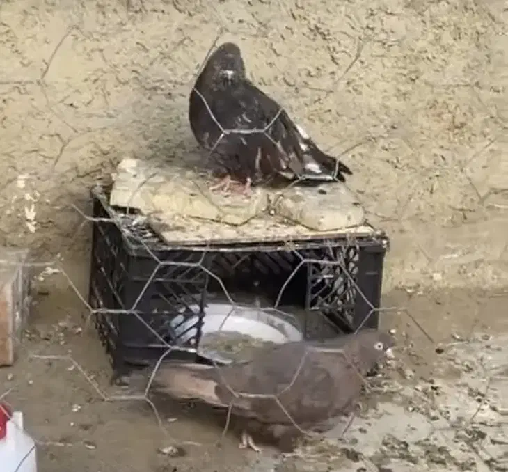 کبوتر پرشی پشت دار و سرور هفت رنگ واتیشی و طوقی|پرنده|ایرانشهر, |دیوار