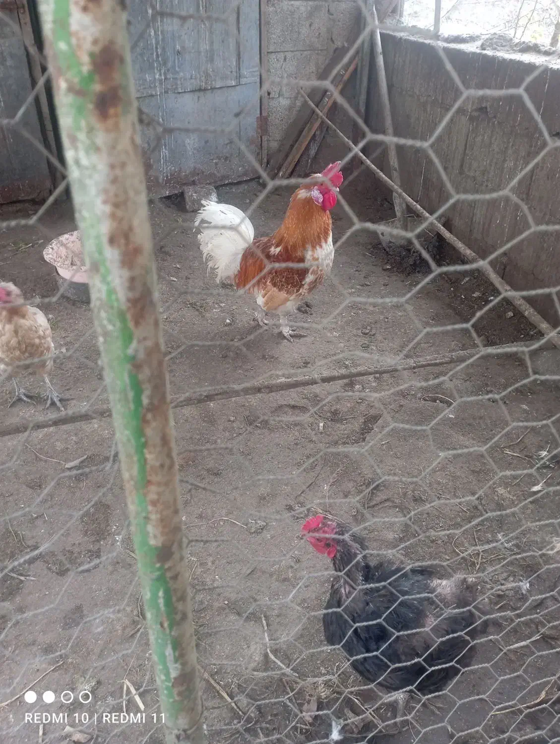 خروس|حیوانات مزرعه|کلاچای, |دیوار