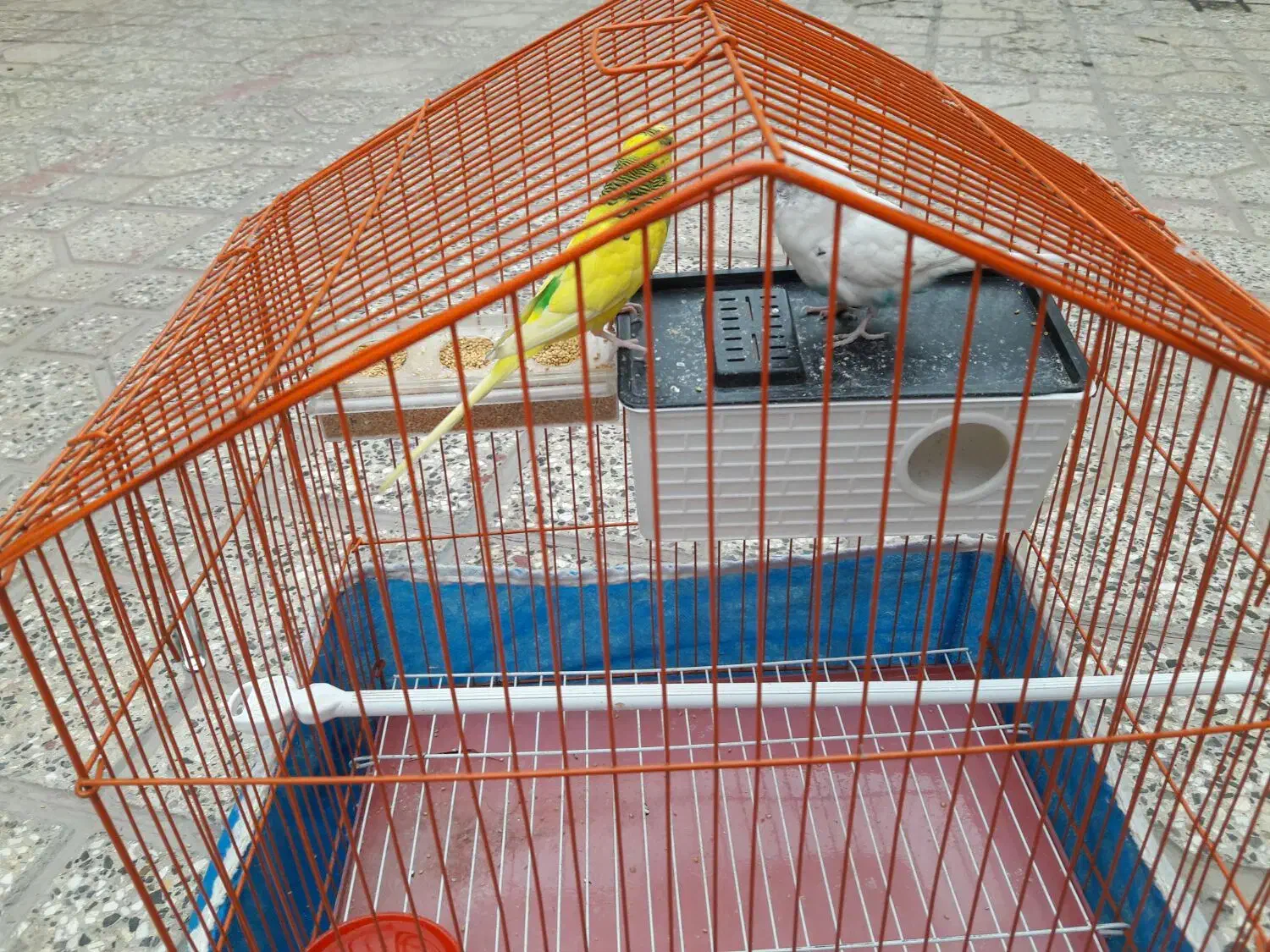 مرغ عشق|پرنده|لنجان, |دیوار