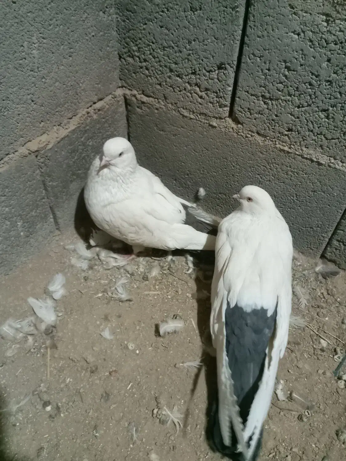 کبوتر دم سبز، دم سیاه،دم سرخ|پرنده|بروجن, |دیوار