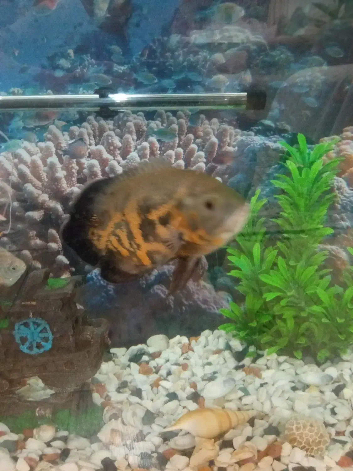 ماهی اسکار و سیلور دالر|ماهی|فردوسیه, |دیوار