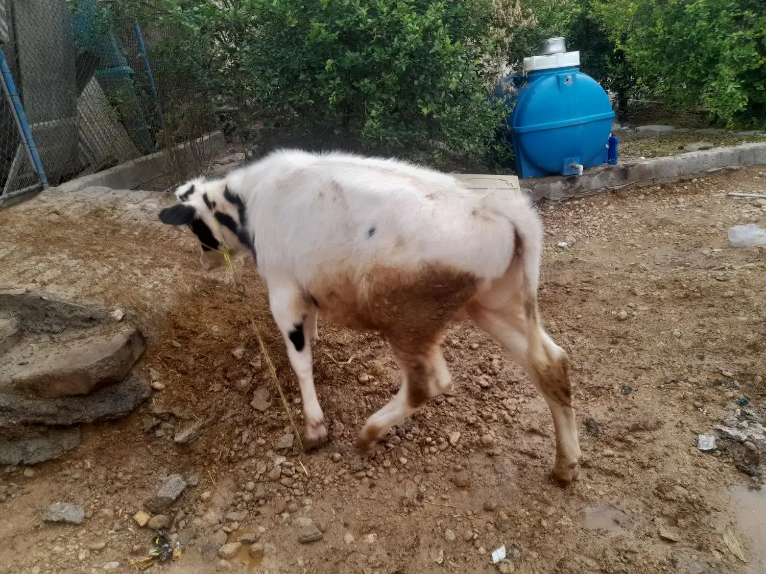 سلام دوستان یه گوساله ۹ماهه خارجی برا فروش|حیوانات مزرعه|باغ ملک, |دیوار