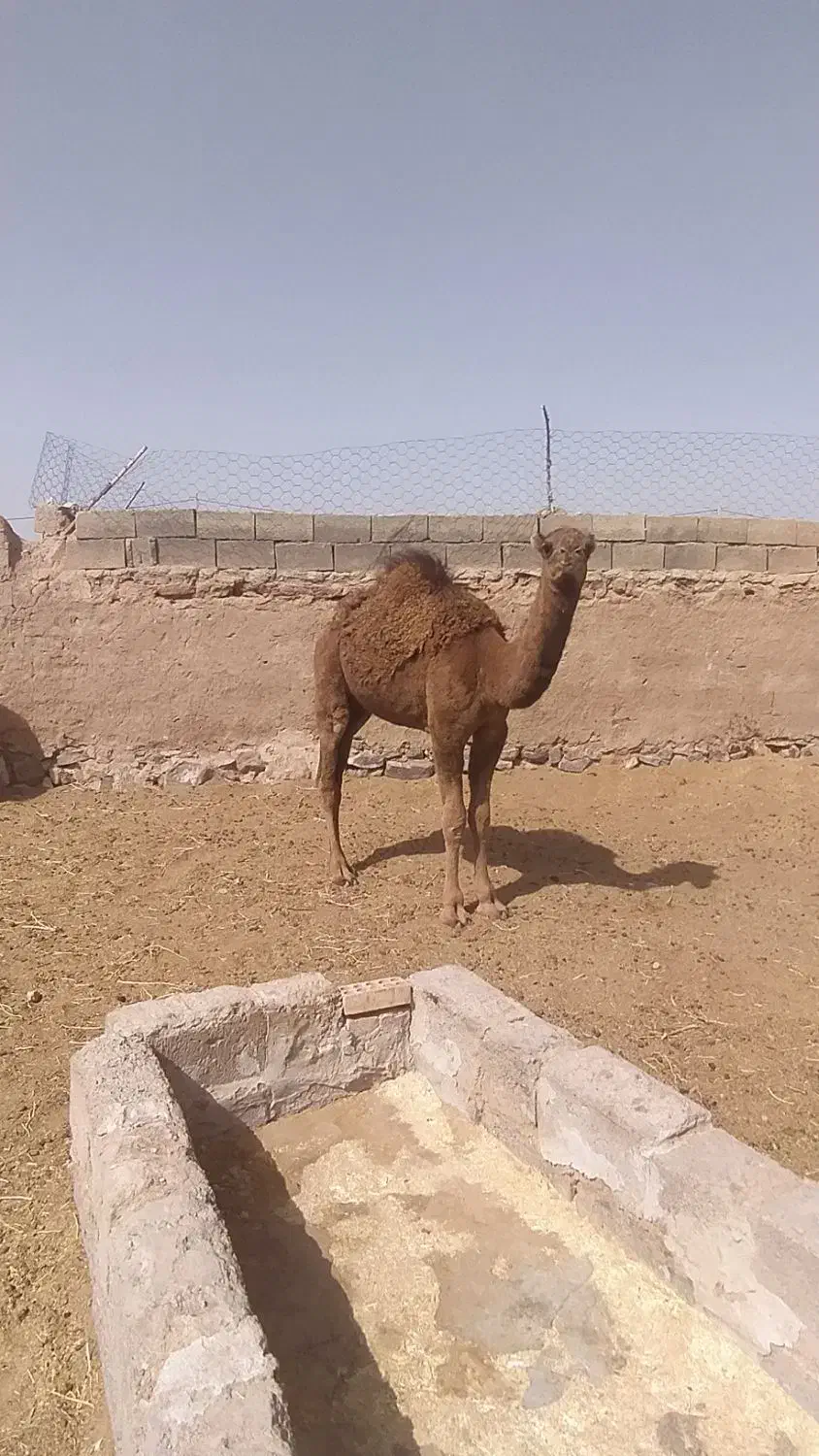پنج نفر شتر|حیوانات مزرعه|سبزوار, ابارش|دیوار