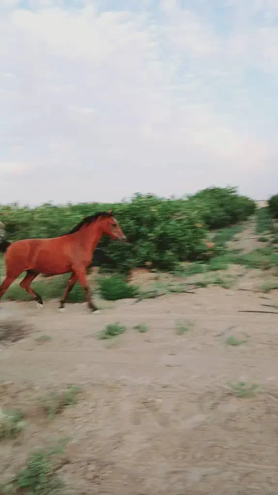 فروشی|اسب و تجهیزات اسب‌سواری|ورامین, ورامین|دیوار