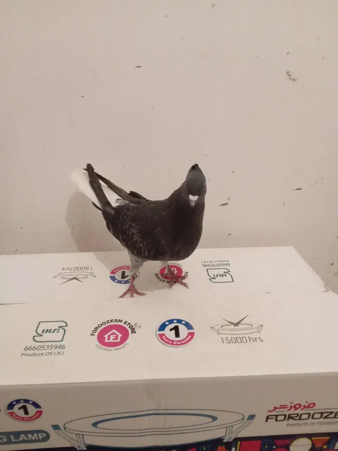 کفتر|پرنده|مشکیندشت, |دیوار