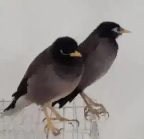 مرغ مینا|پرنده|تربتحیدریه, مورشک|دیوار