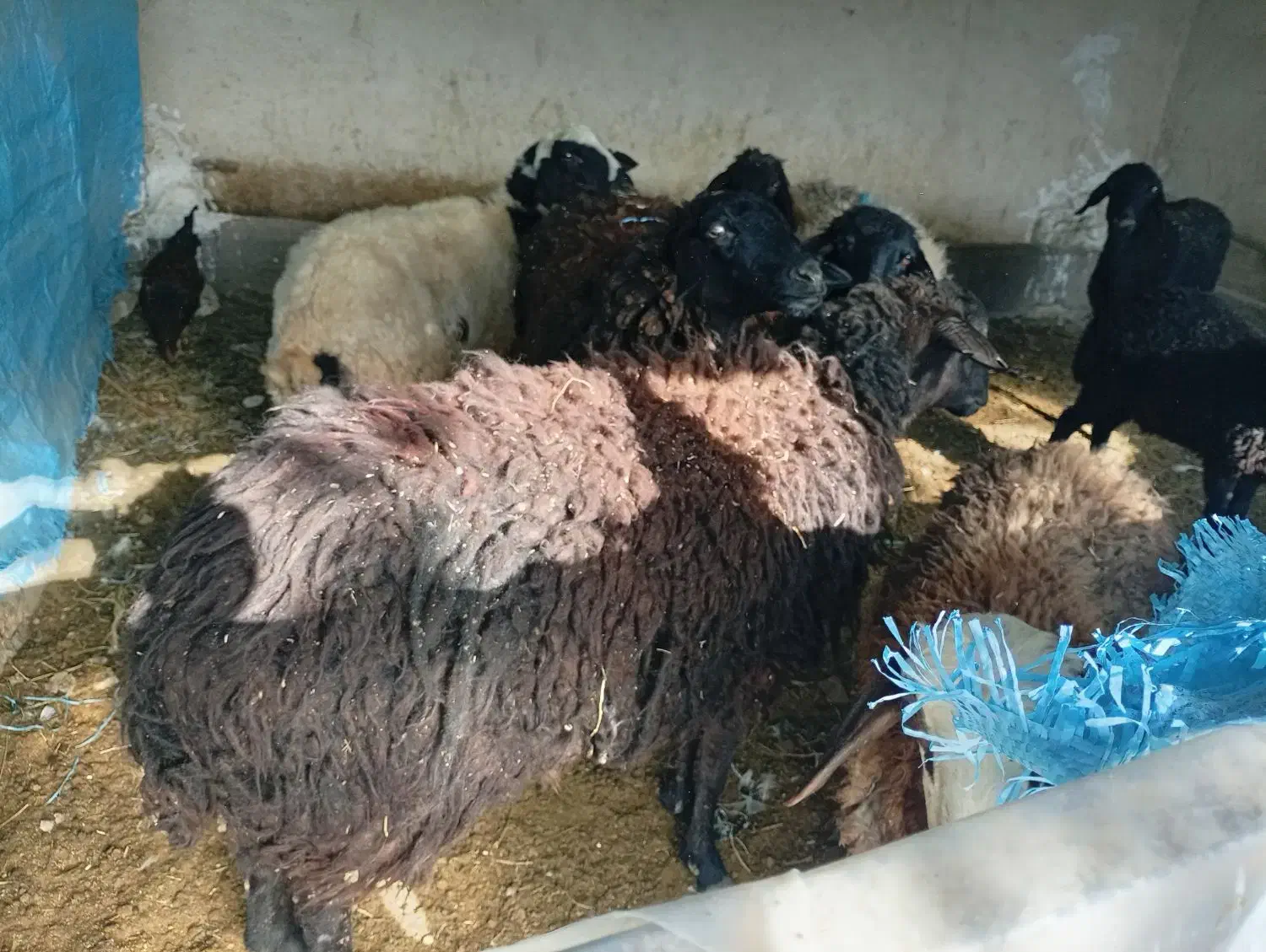 گوسفند شیشک|حیوانات مزرعه|قم, الغدیر|دیوار