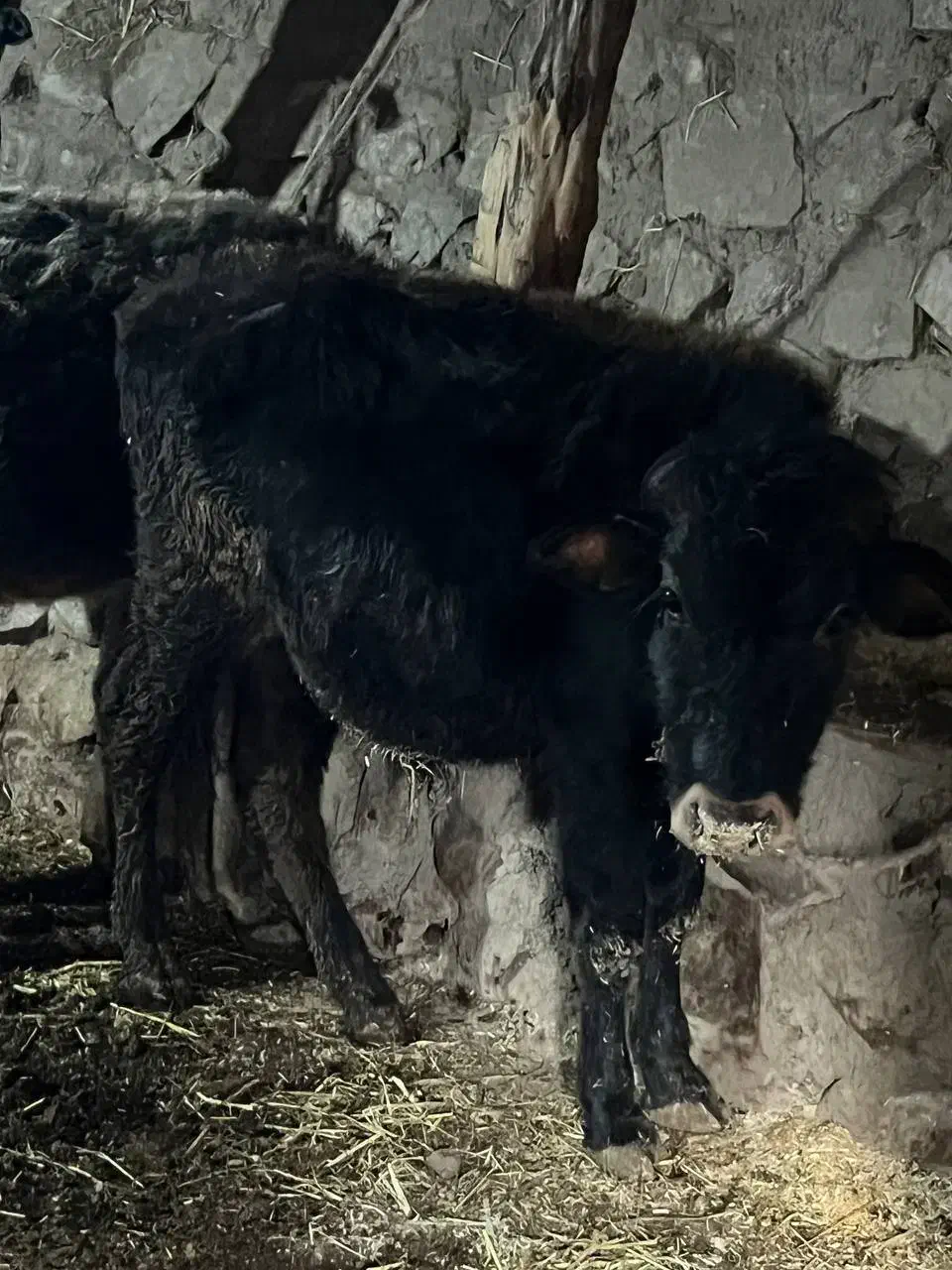 گوساله|حیوانات مزرعه|انگوت, |دیوار