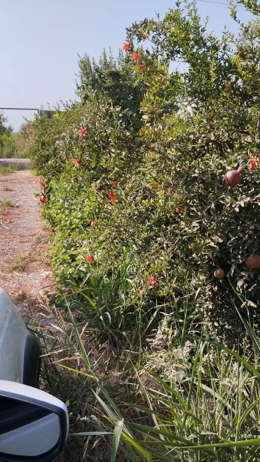 باغچه|فروش دفتر صنعتی، کشاورزی، تجاری|اهواز, کوی ملی راه|دیوار