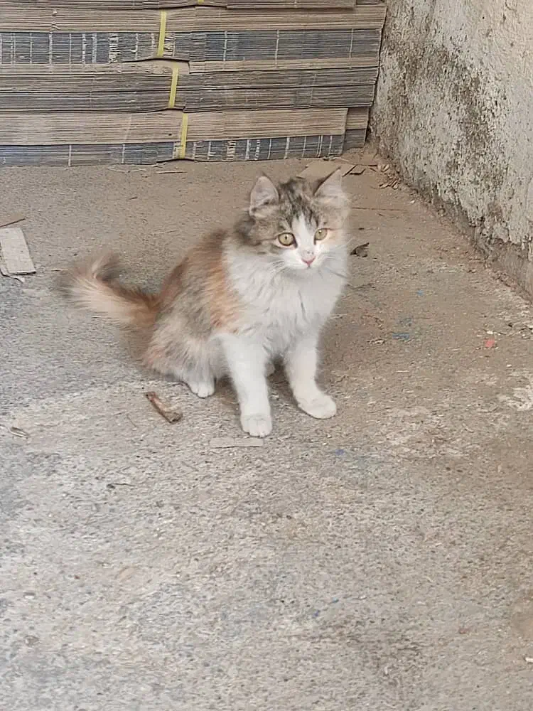 واگذاری گربه  آروم و ملوس|گربه|اسلام‌شهر, ایرین|دیوار