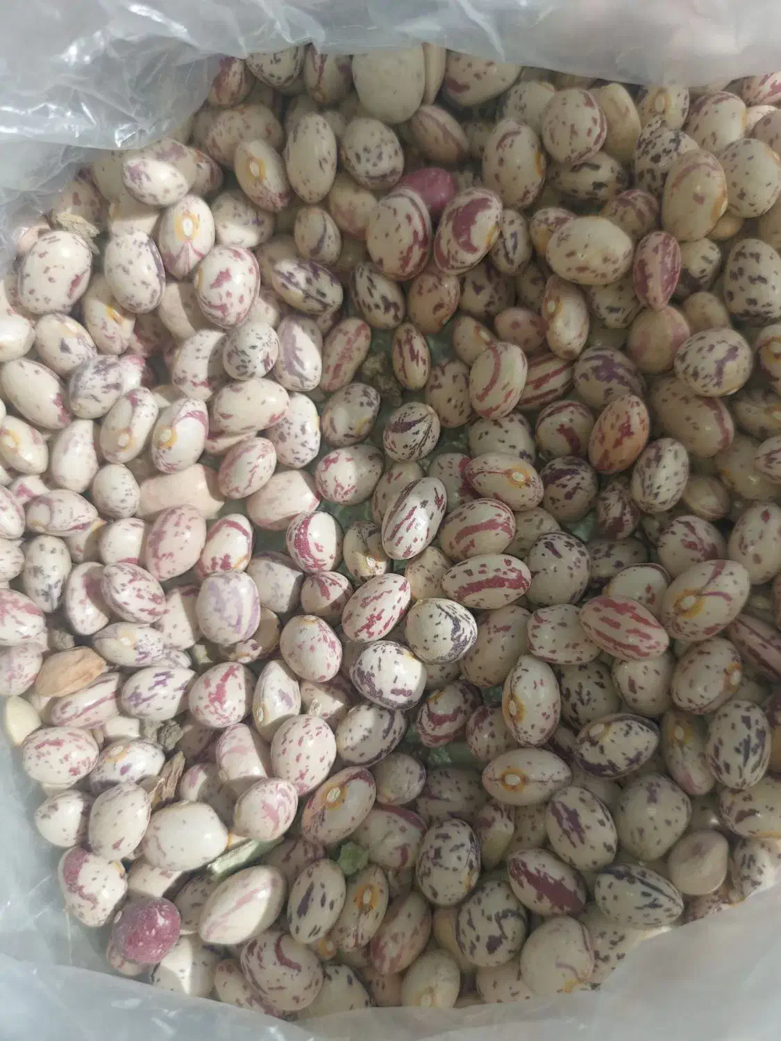 لوبیا چیتی لرستان به شرط پخت و تمیزی یک حبوبات|خوردنی و آشامیدنی|اسلام‌شهر, شهرک سعیدیه|دیوار