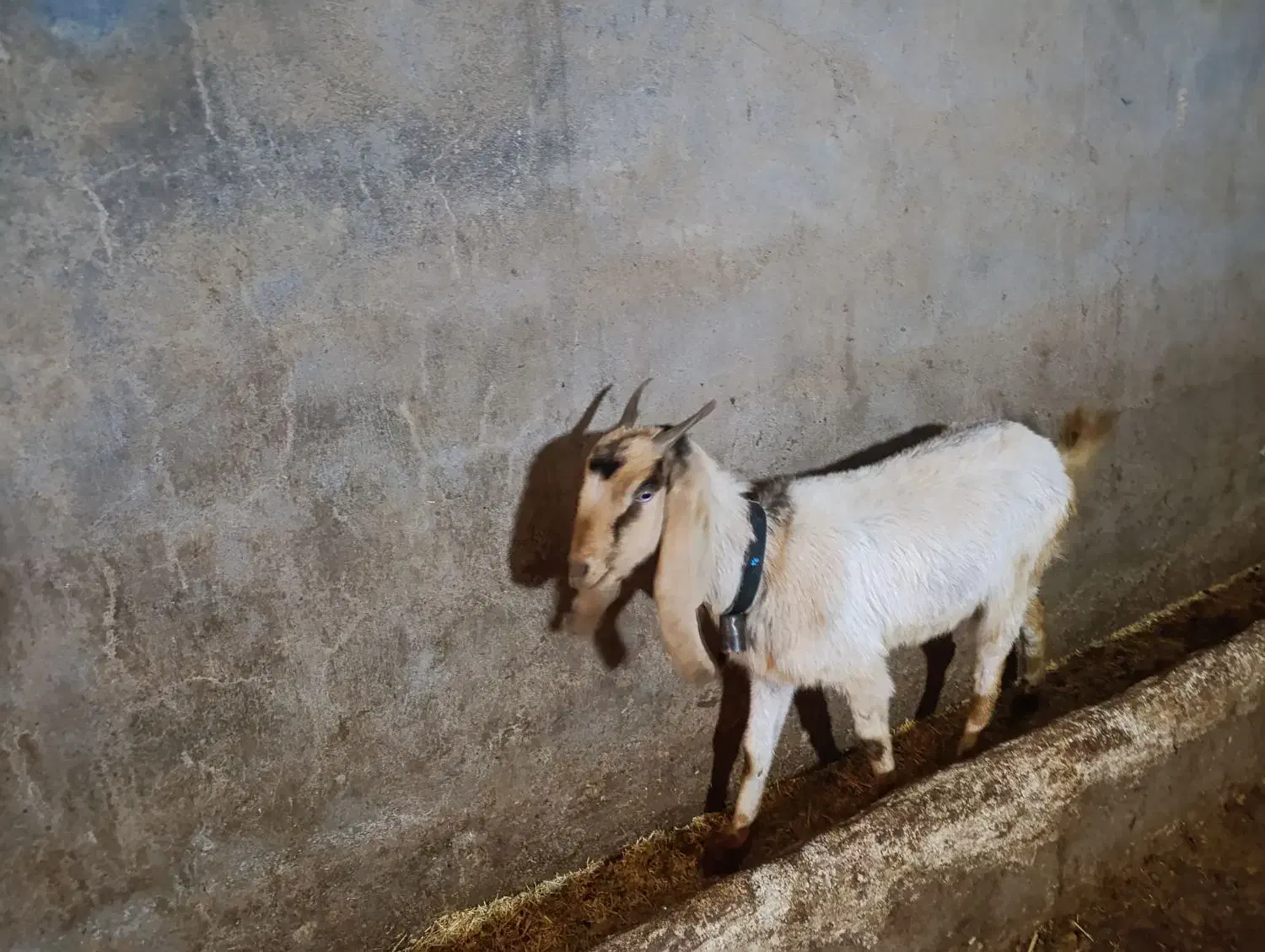 بز نجات دار|حیوانات مزرعه|دورود, |دیوار