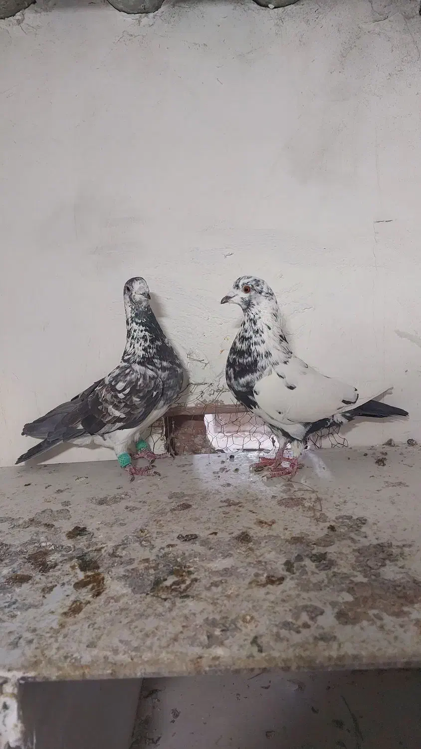 سوسکی  سیاه|پرنده|بجنورد, |دیوار