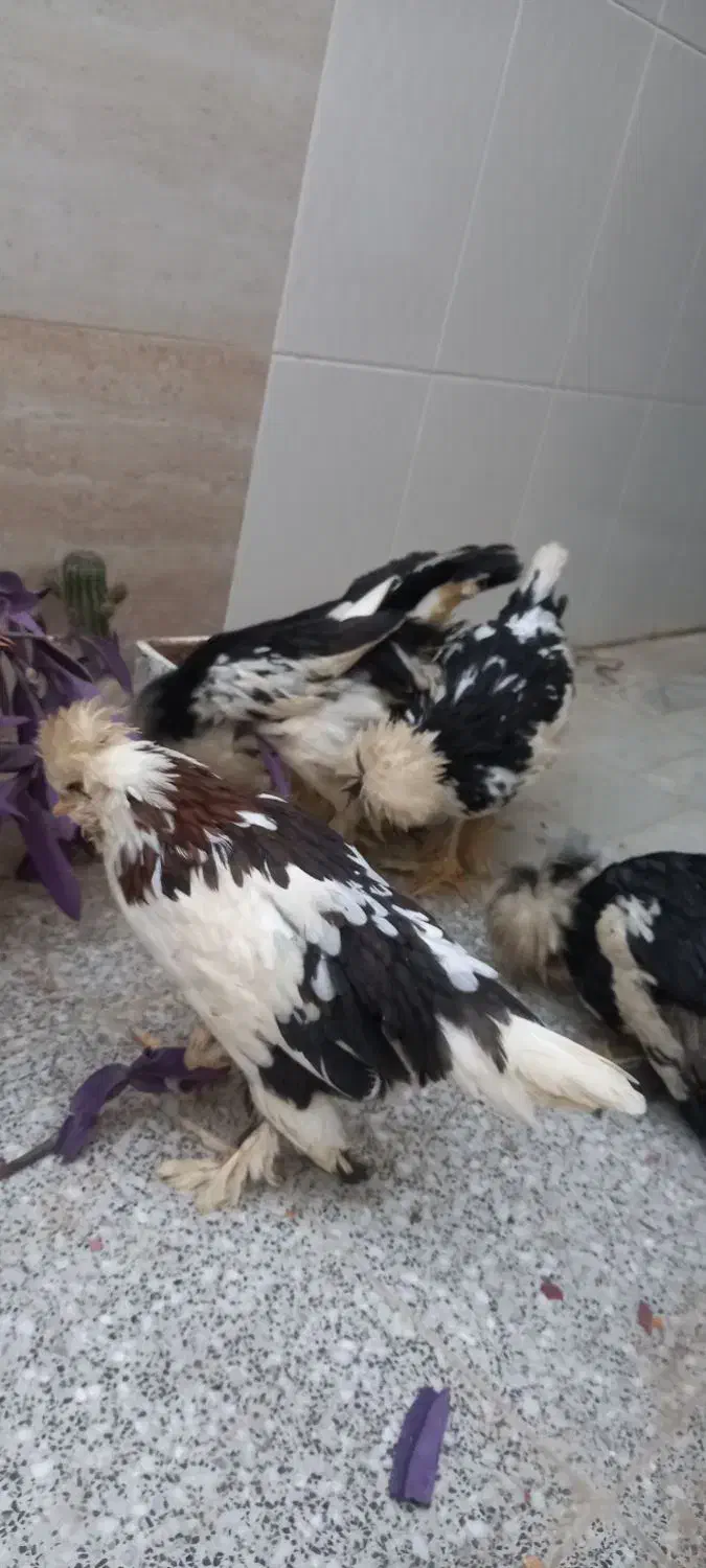 مرغ و خروس سلطان|حیوانات مزرعه|یزد, |دیوار