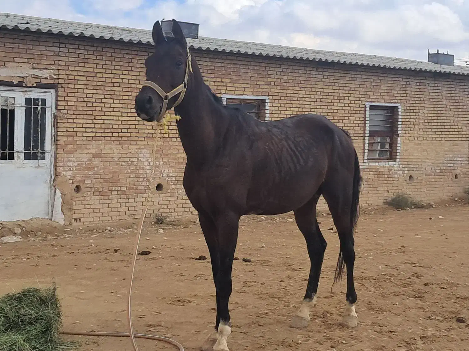 نریان ترکمن با برگه کشش|اسب و تجهیزات اسبسواری|مشهد, شهرک صنعتی توس|دیوار