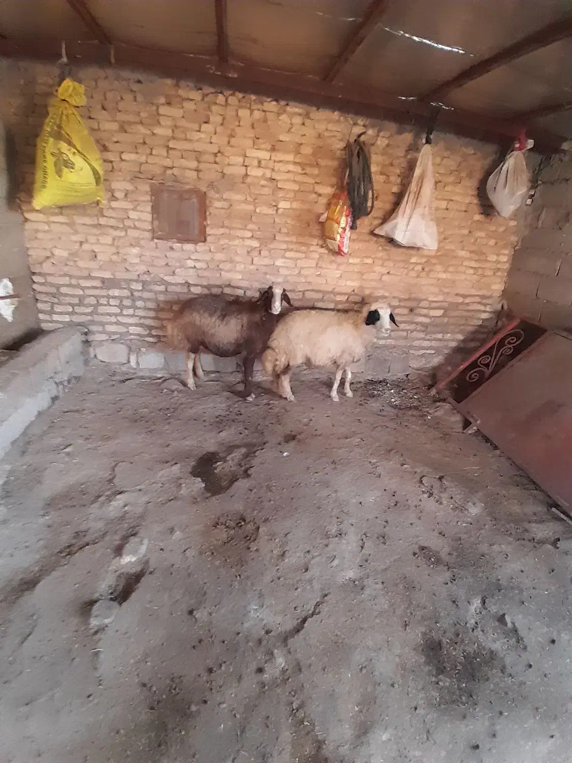 گوسفند داشتی|حیوانات مزرعه|کوهنانی, |دیوار