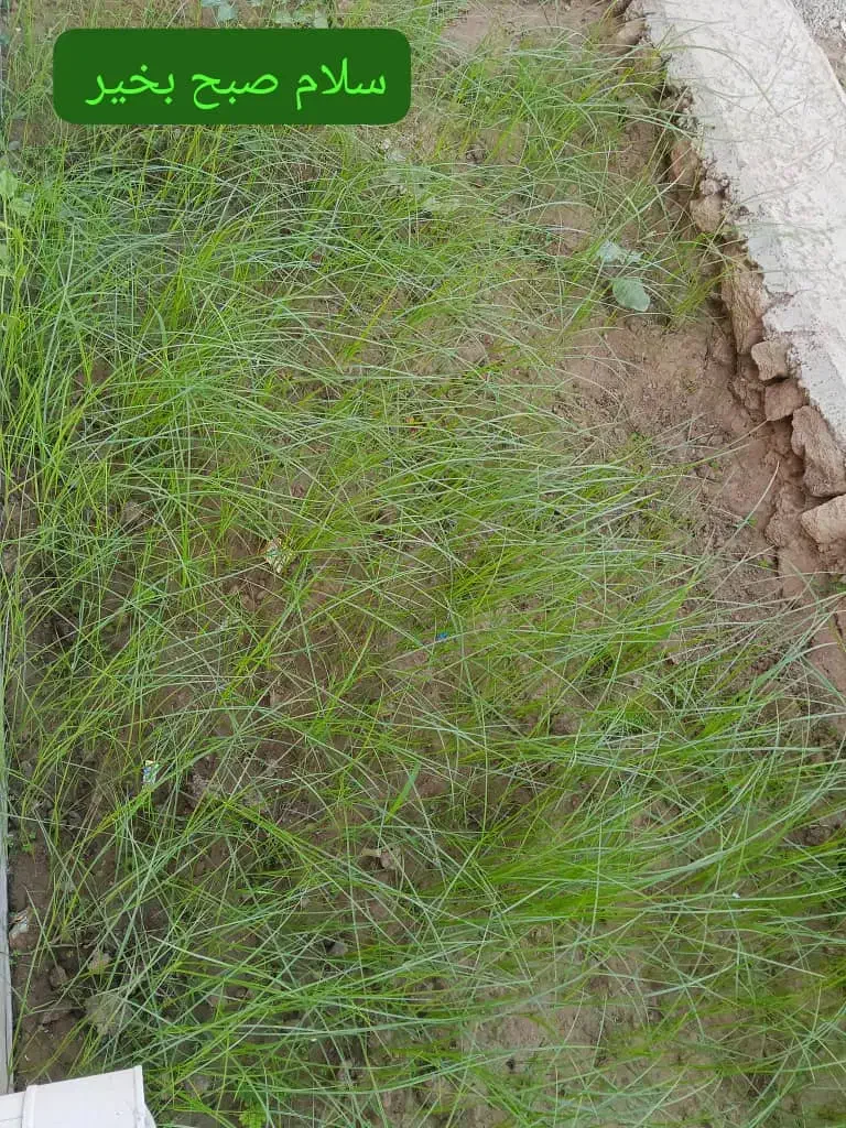 راهنمایی دا.رو خانه میخو.ام|فعالیت داوطلبانه تحقیقاتی|کرمان, |دیوار