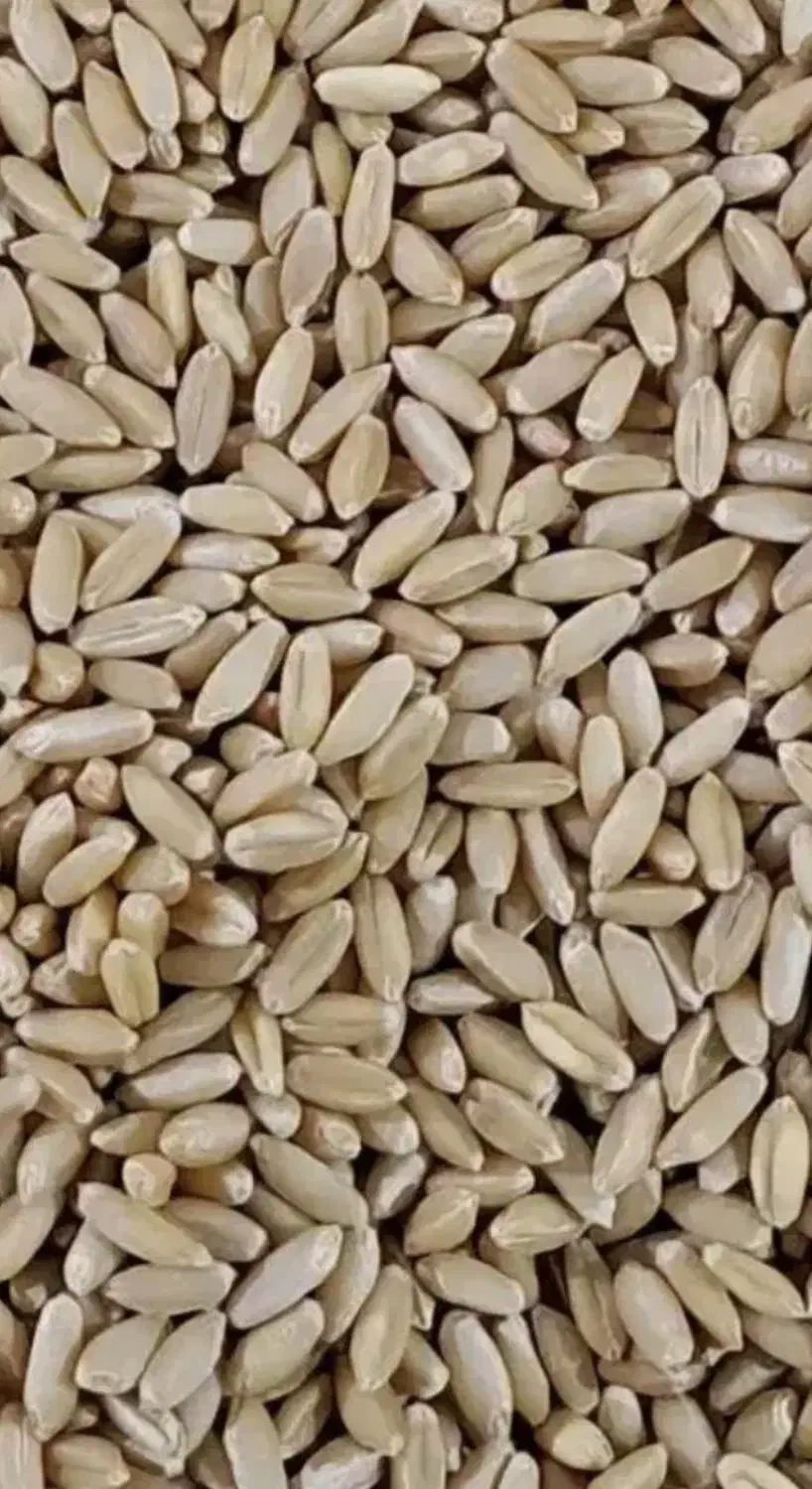 گندم دیم|عمدهفروشی|الیگودرز, |دیوار