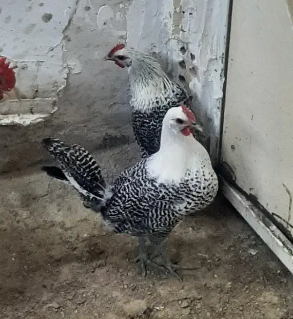 مرغ و خروس نژاد دار|حیوانات مزرعه|مشهد, محمدآباد|دیوار