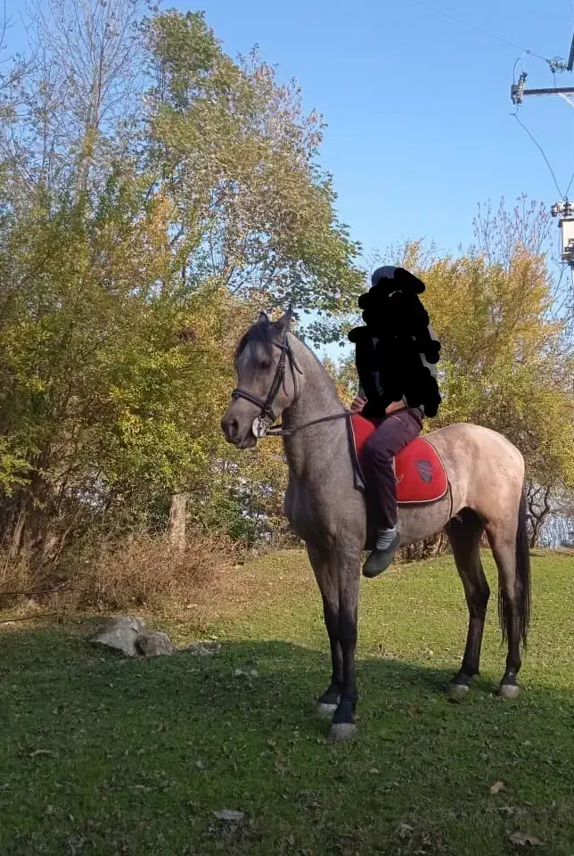 اسب نریان|اسب و تجهیزات اسب‌سواری|رضوانشهر, |دیوار