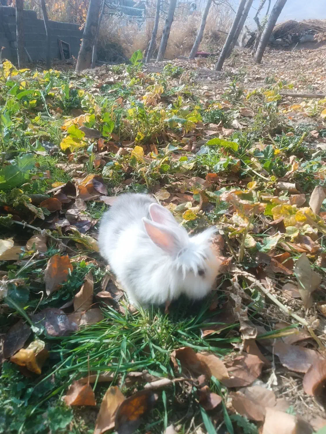 خرگوش زیبا وه بازی گوش|موش و خرگوش|سنندج, |دیوار