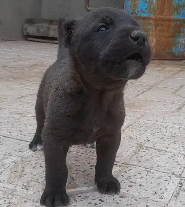 سگ توله نر افغان خراسان نگهبان گله|سگ|مشهد, انقلاب|دیوار