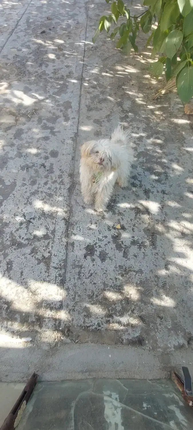 سگ پاکوتاه|سگ|اراک, |دیوار