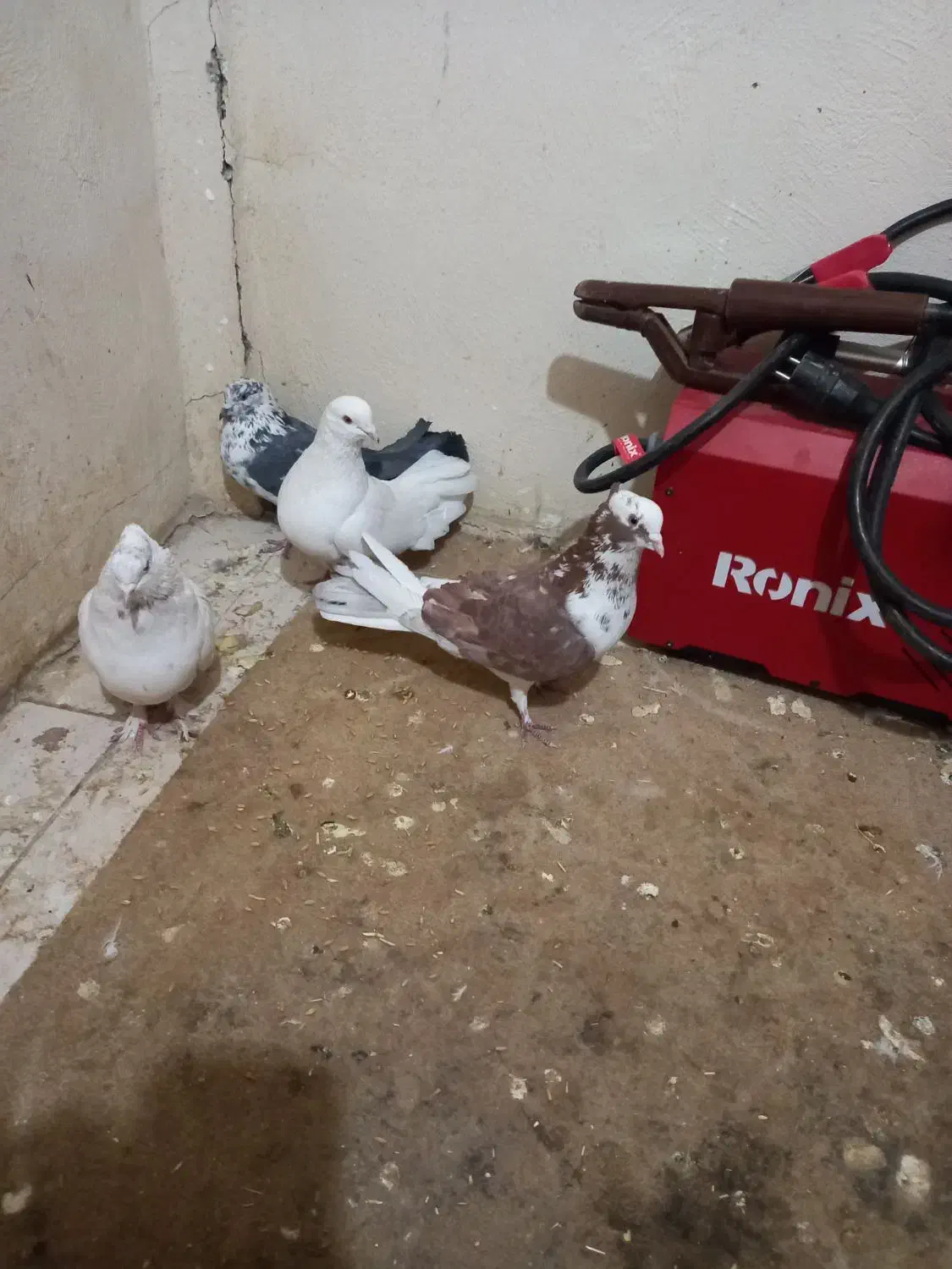 کبوتربگرد|پرنده|کرمانشاه, |دیوار